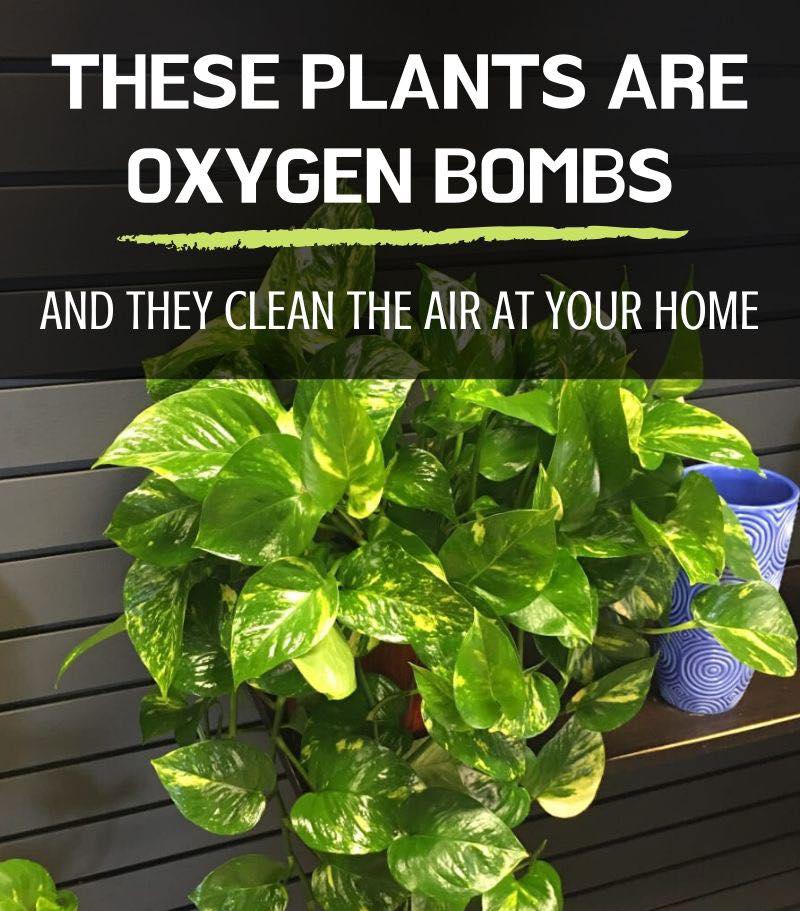 These Plants are Oxygen Bombs-Clean Air at Your Home-Stumbit Gardening